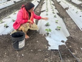 Soniya Jain working in the field